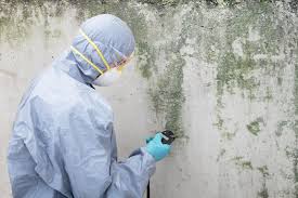 Why You Should Choose Our Mold Remediation Services in Thompson Falls, MT